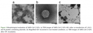Die Studie von Bañó-Polo et al. zeigt den Zerstörungsprozess der Virusmembran von SARS-CoV-2 und damit seine Inaktivierung, unter dem Transmissionselektronenmikroskop (TEM): c) zeigt die Auflösung der Membran durch CPC im Vergleich zu den unbehandelten VLPs (b) 