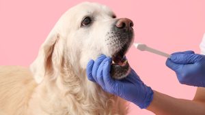 Zahnpflege beim Hund: überraschend nah an der Humanmedizin