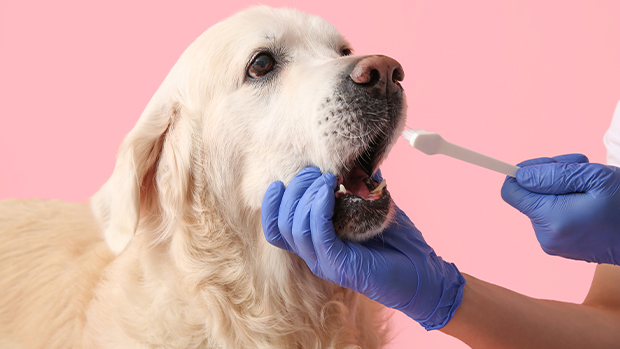 Zahnpflege beim Hund_620x349